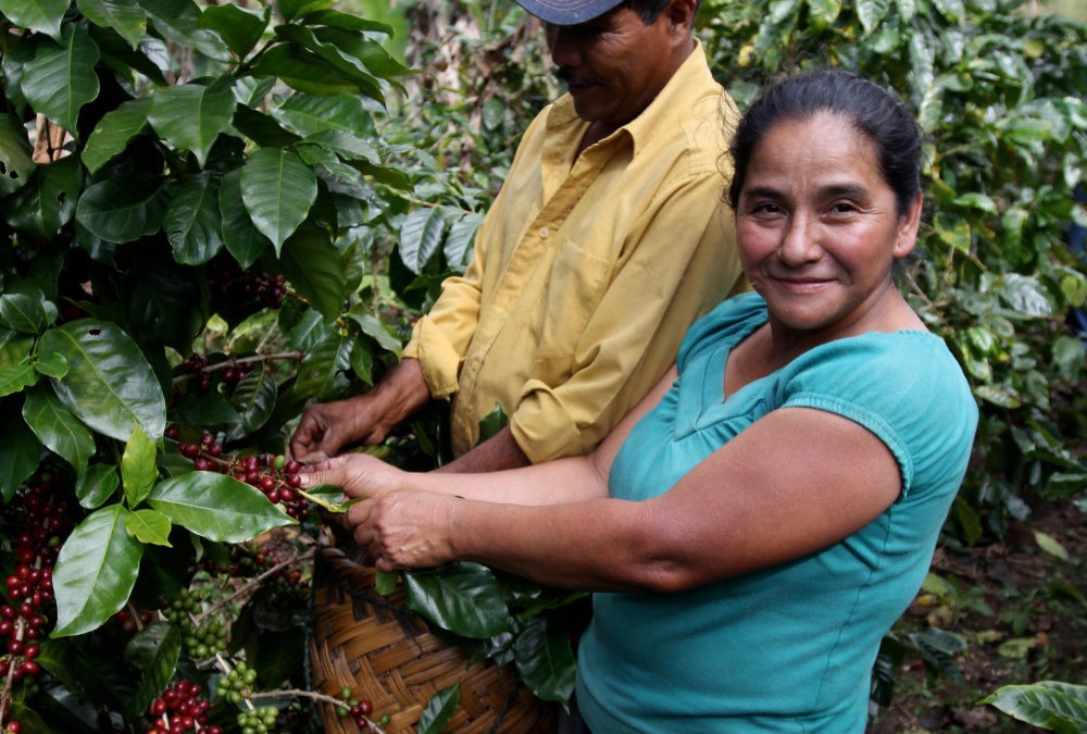 New Crop Arrival: Flor de Jinotega, Nicaragua