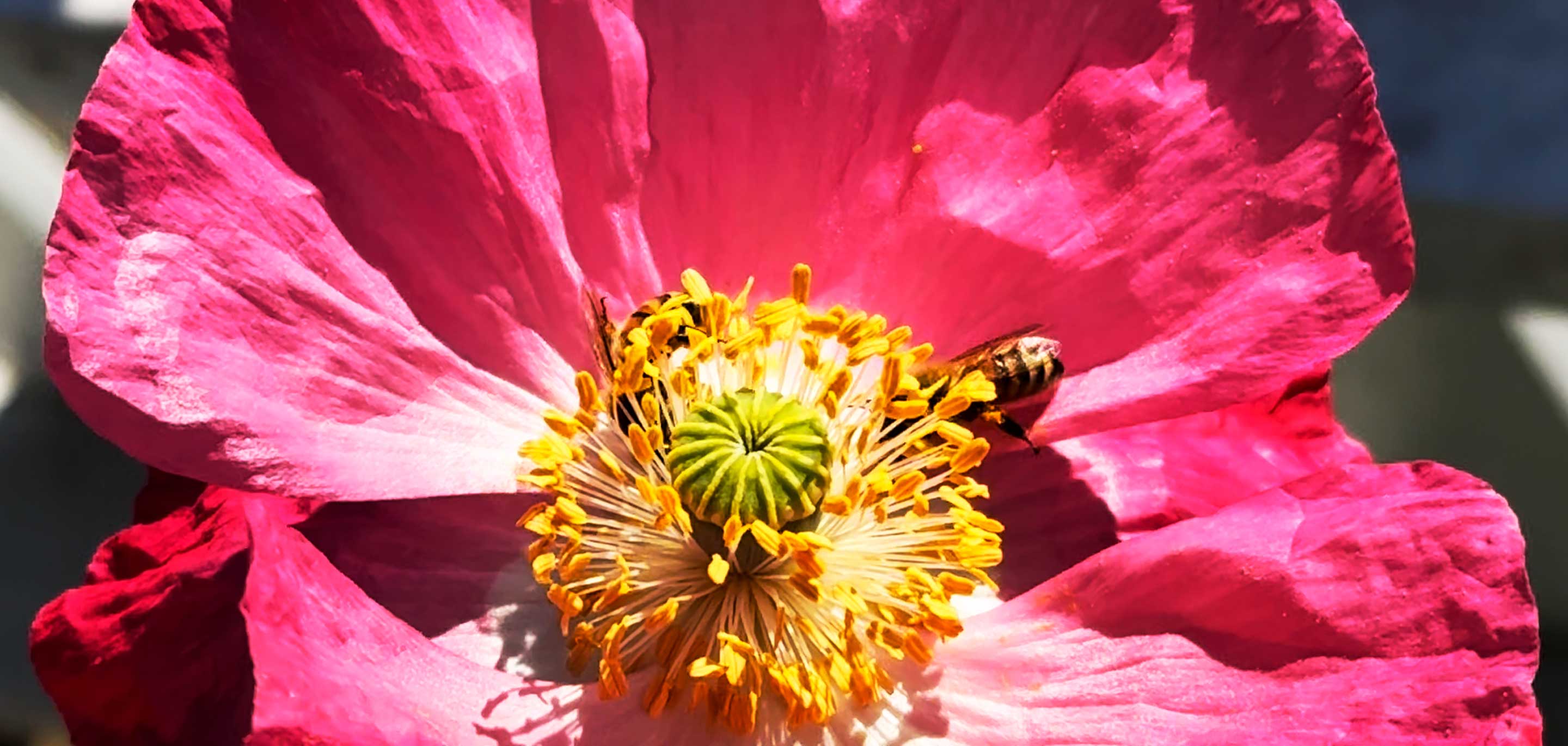 Brewing Hope: A Story of Bees, Coffee, and Connection