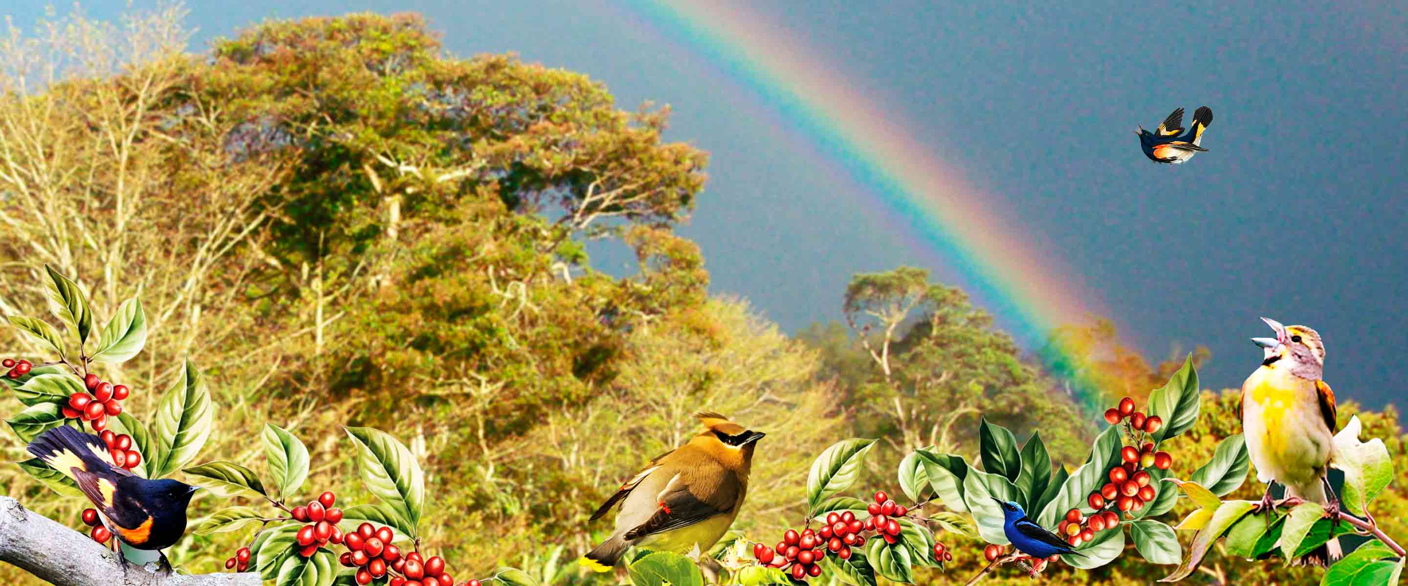 Songbirds of the Forest: Brewing Habitat in Every Cup