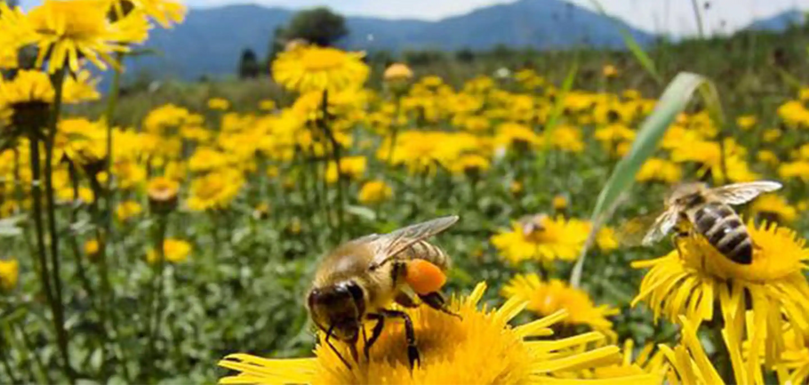 Beyond The Bean: Buzzing with Biodiversity