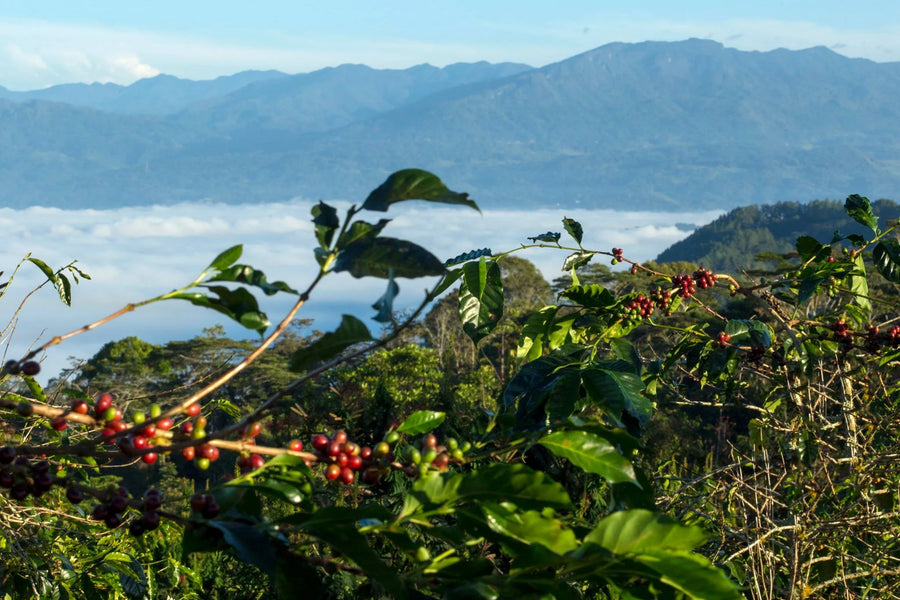 Challenges for Specialty Coffee in 2025