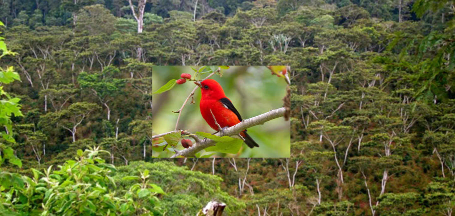 Song Bird Coffee Protects Critical Forests