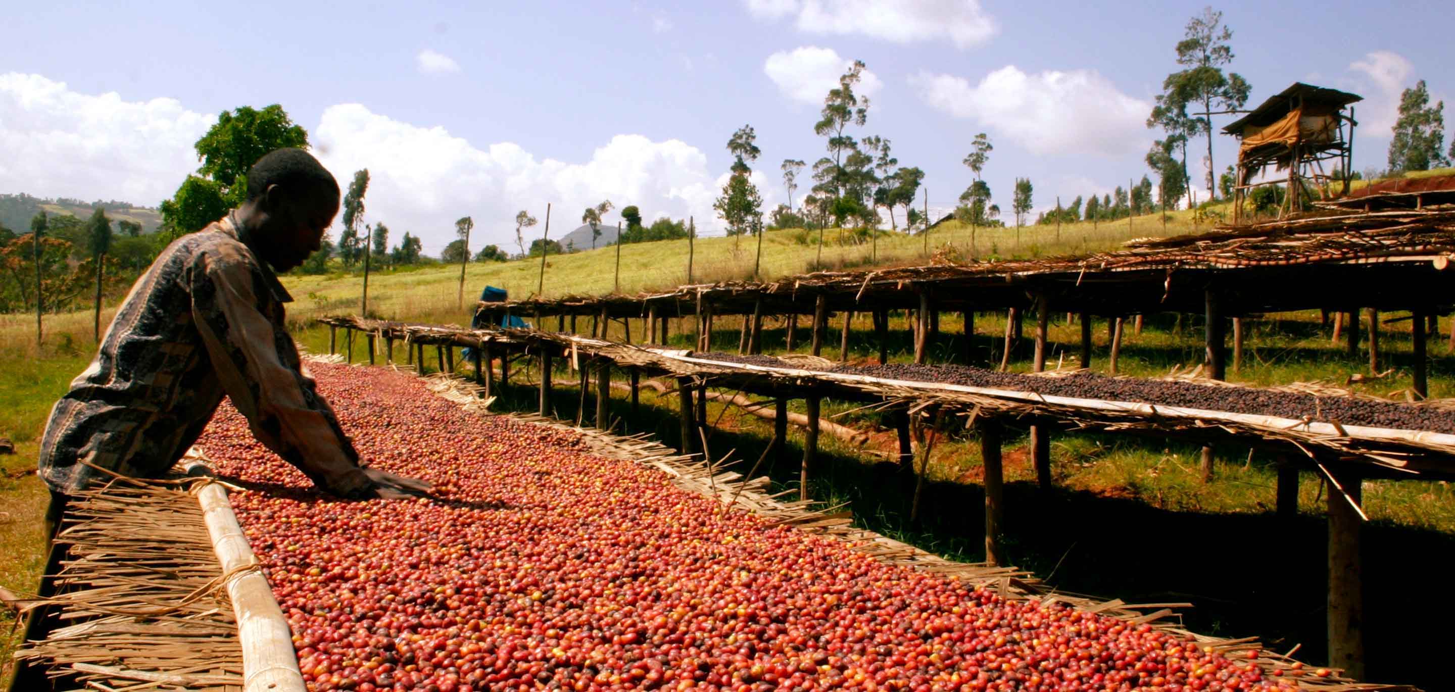 YCFCU : Yirgacheffe, Gedeb, Ethiopia