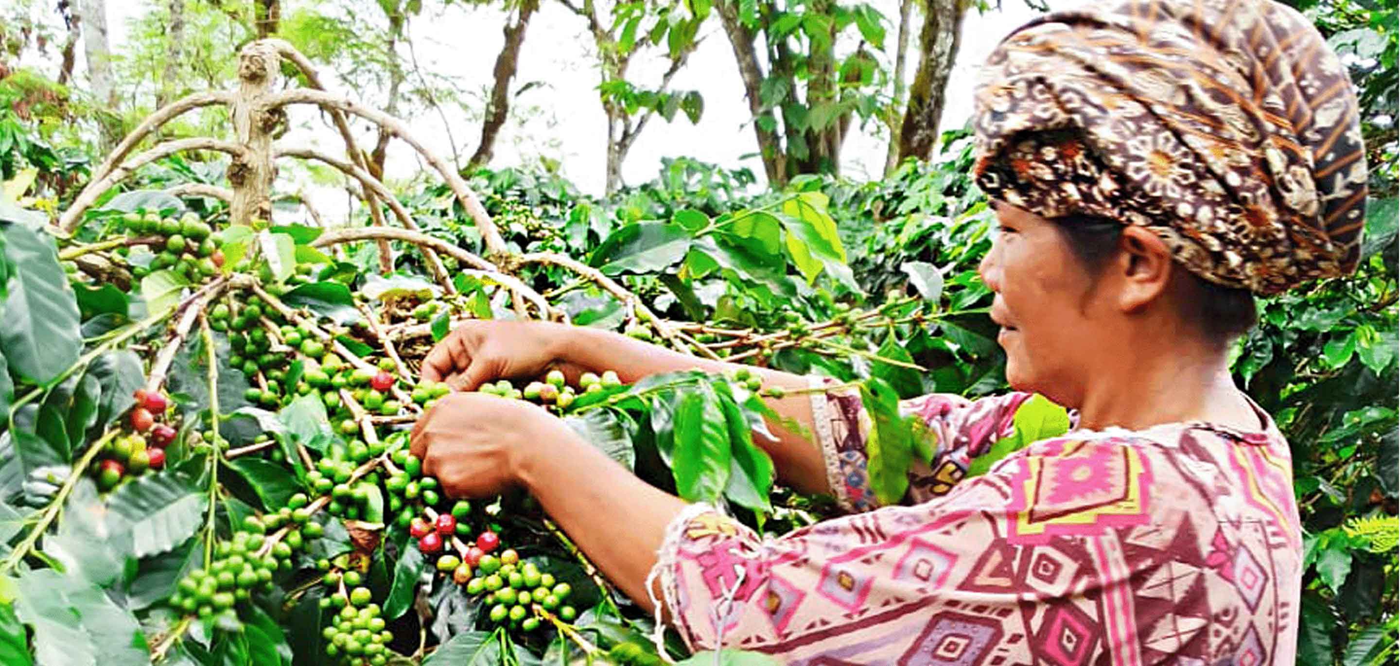 GARMINDO: Aceh, Sumatra, Indonesia