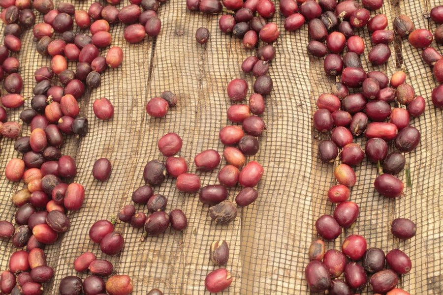 Roastmaster's Quarterly Coffee: Timor-Leste