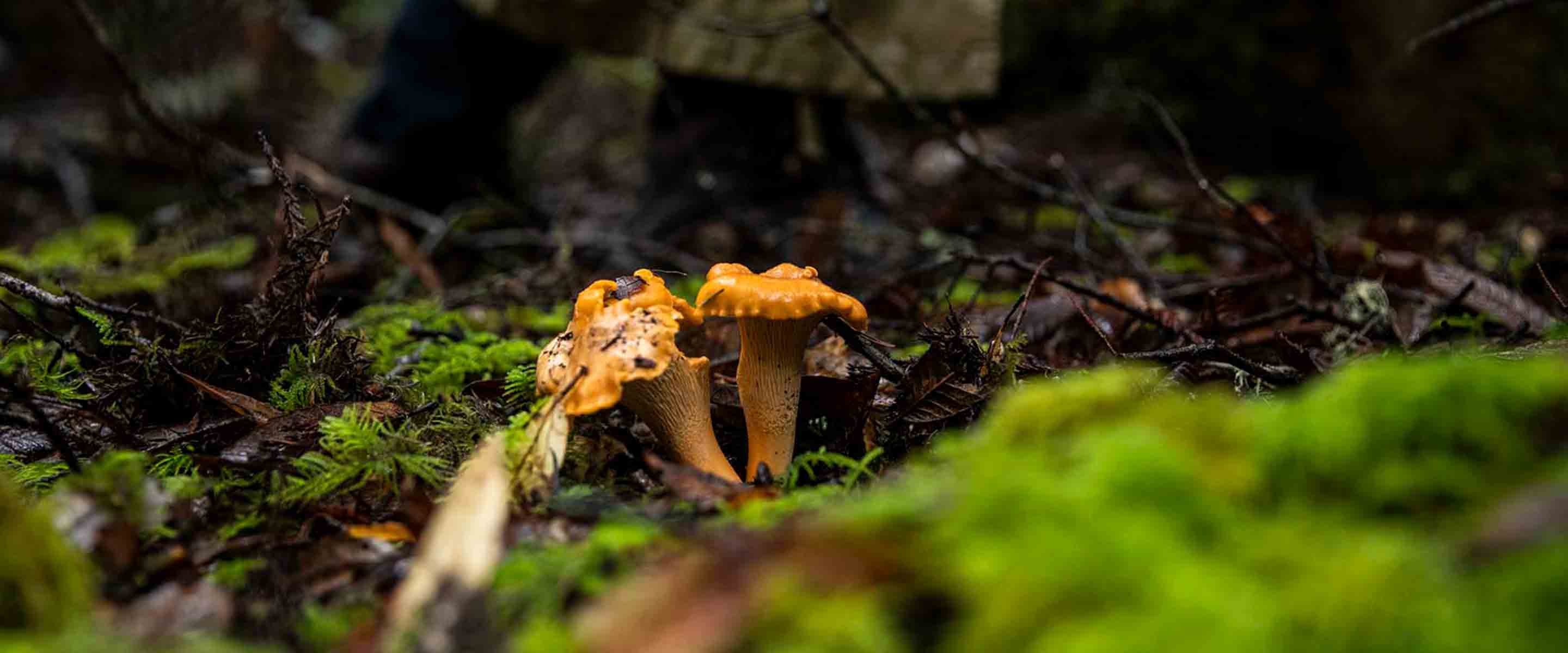 Special Discount Code for Mushroom Train Thanksgiving Coffee Company