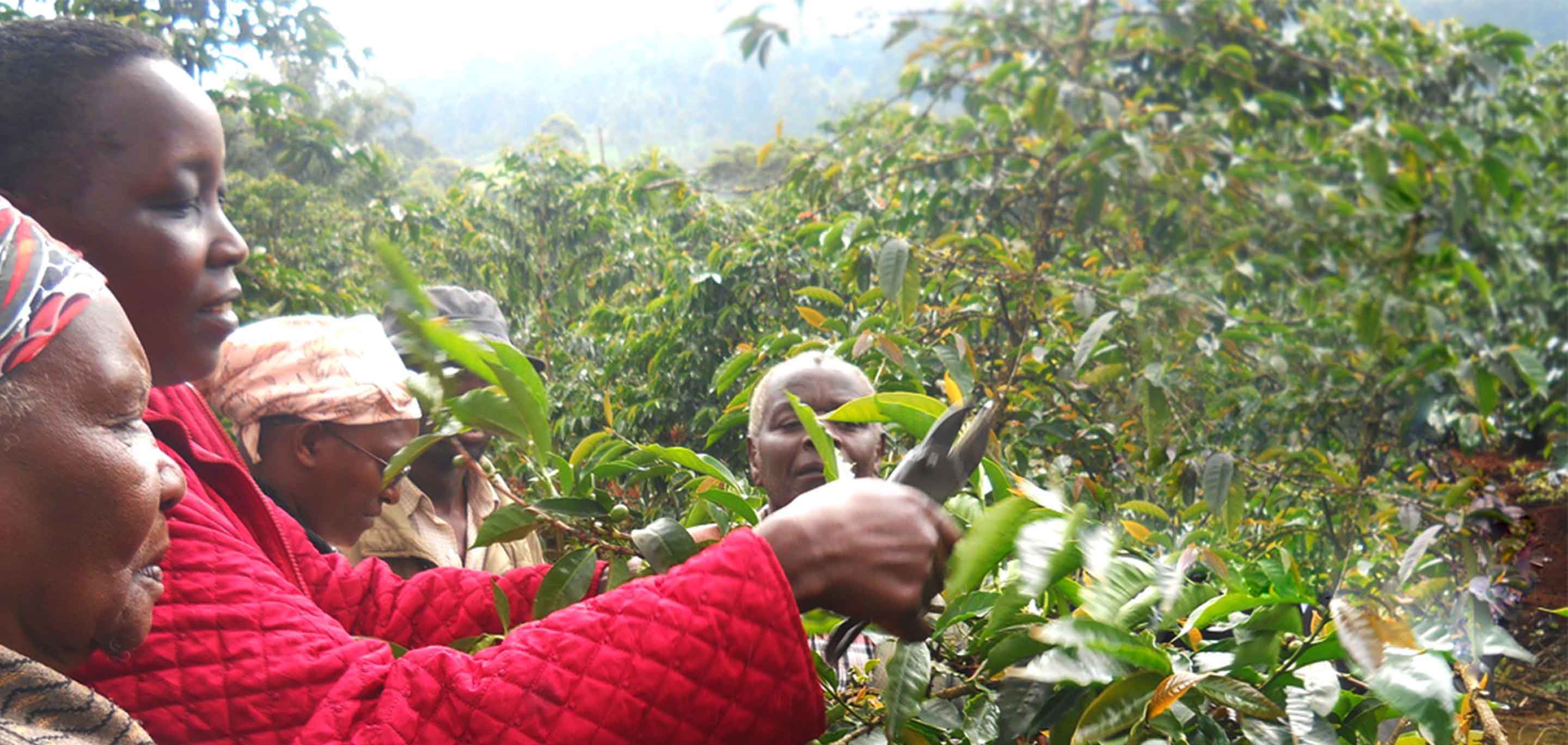 OTHAYA : Nyeri, Kenya