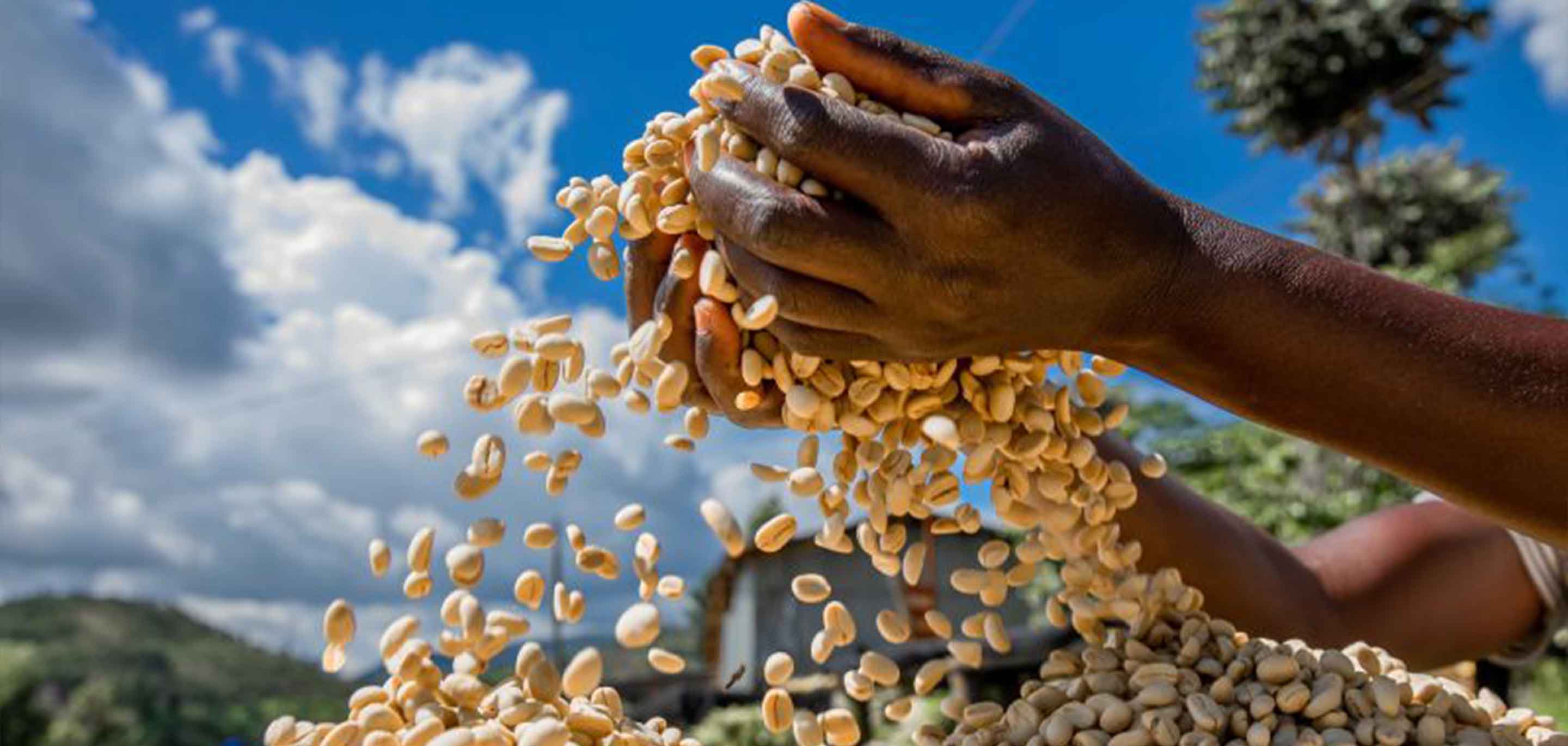 Global Citizenship Through Coffee: The Bridges We Build