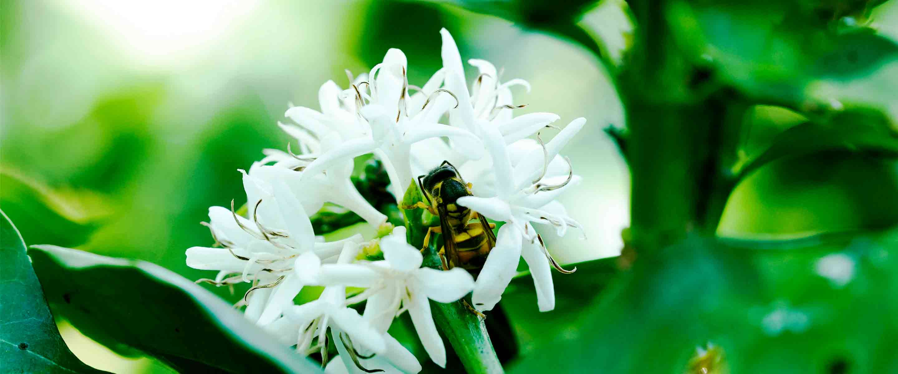Bee Bold & Blooming: Coffee That Helps the World Flower