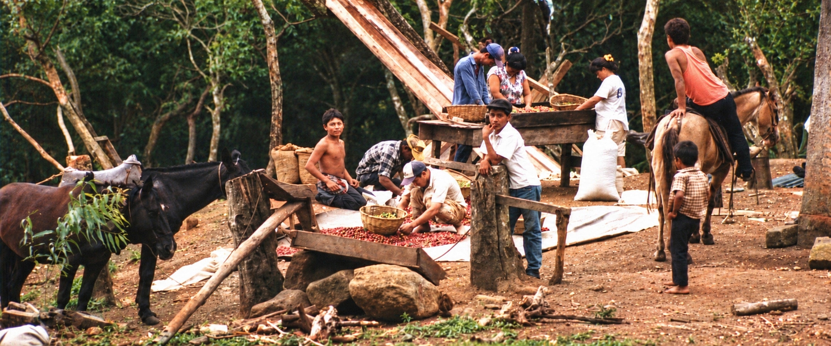 A History of Fair Trade and Coffee Farmer Advocacy