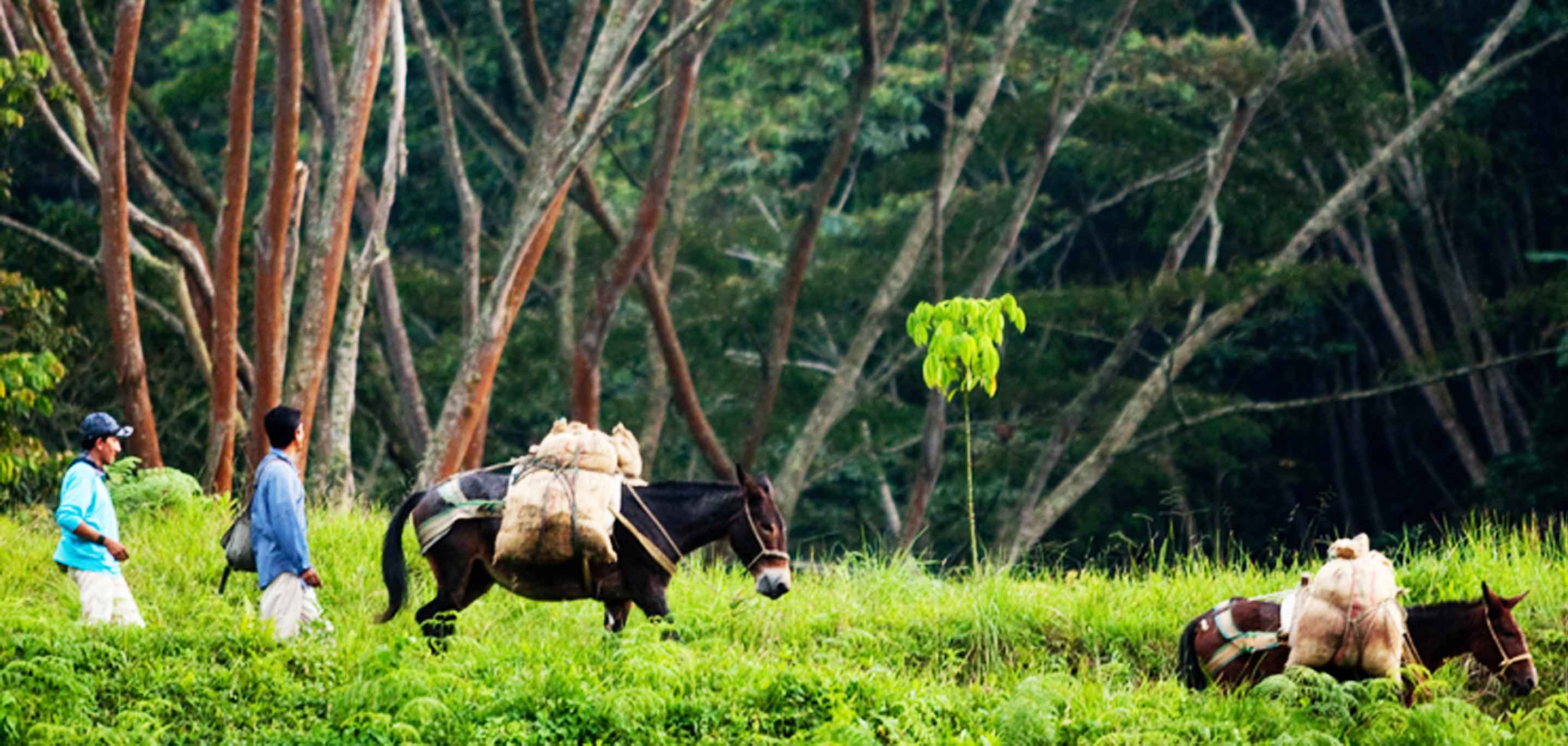 AGROBERLIN: Santa Marta, Columbia