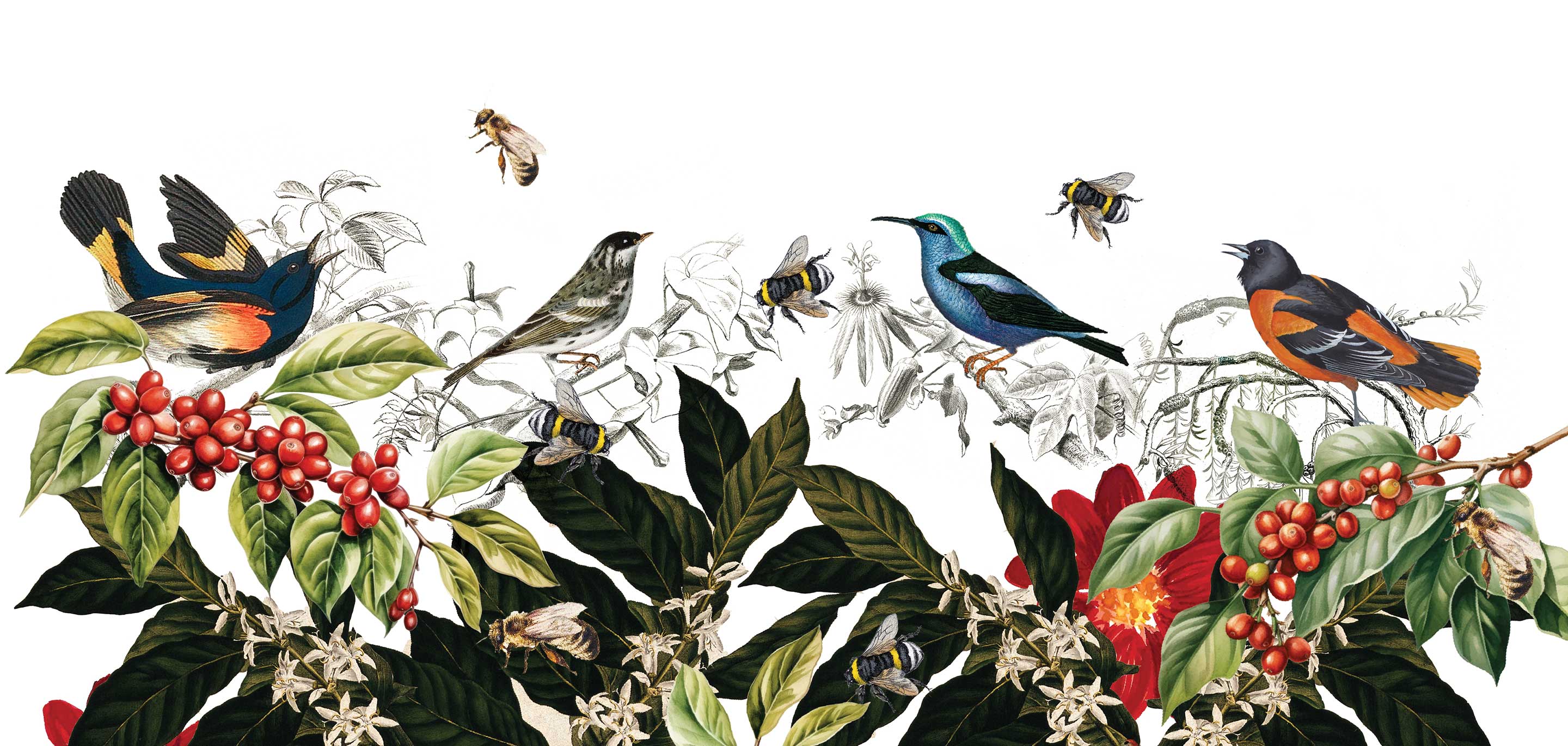 The Birds, The Bees, and Biodiversity