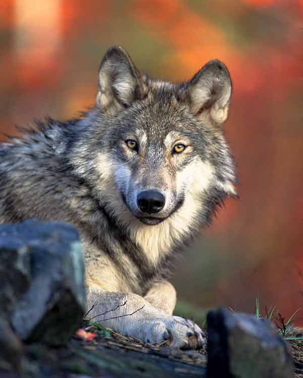  Face of a Grey Wolf resting in the Sun 