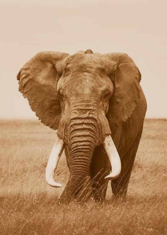  MARA Wild Elephant Project 