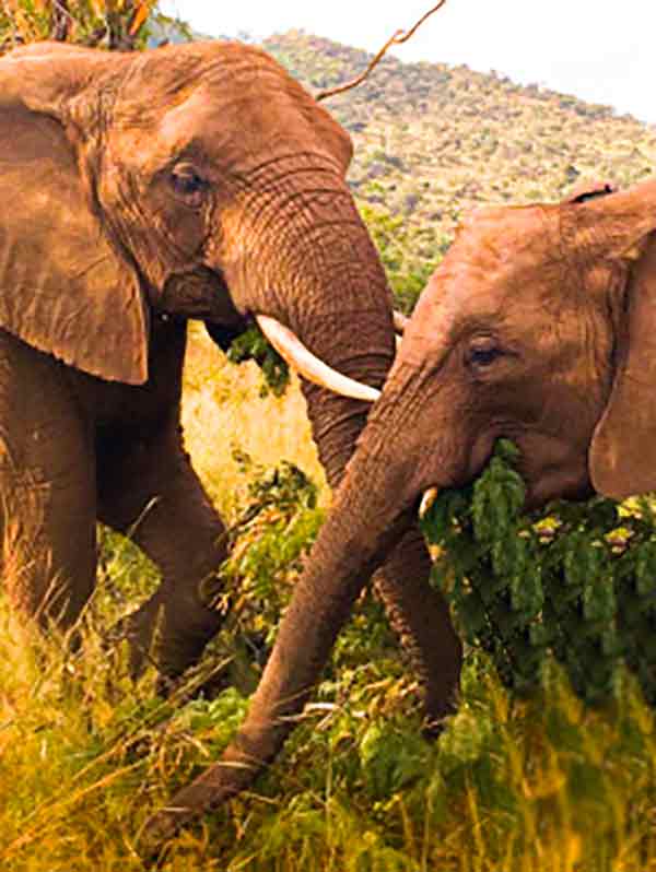  Mother and child elephants in the grass eating leaves 