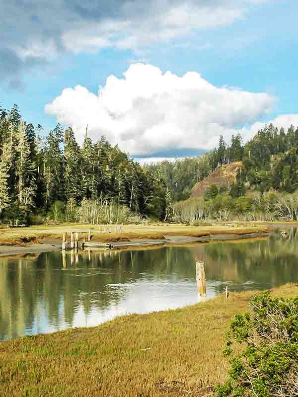  Mendocino forest in the background with a calm river glistening in the sun and large white clouds in the distance  