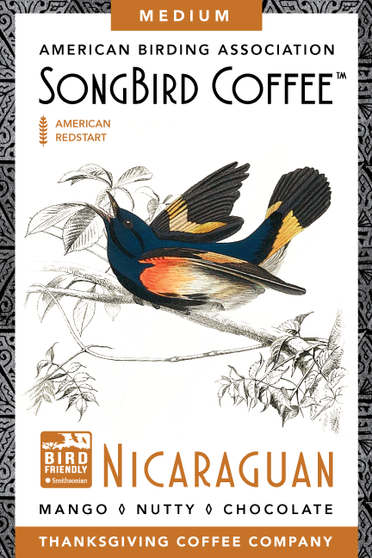 Songbird Nicaraguan