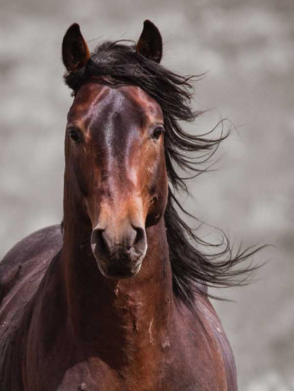  close up on an Auburn colored horse with it's dark brown mane flying back in the wind 