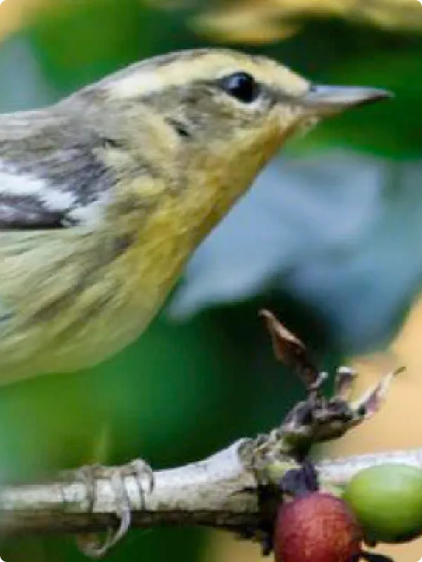  Song Bird on a limb with berries 