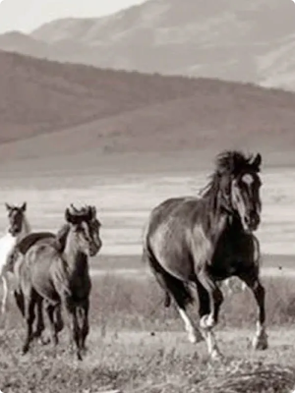  American Wild Horse Campaign 
