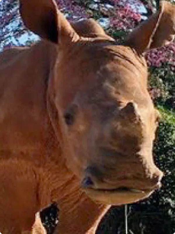  Baby Rhino Rescue 