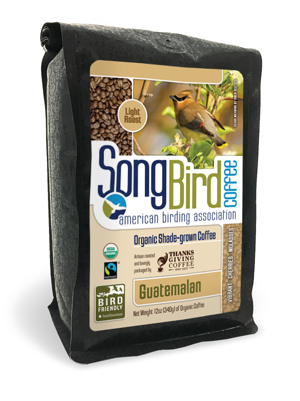 Songbird Guatemalan